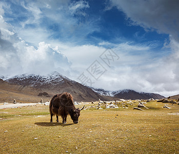 喜马拉雅山上的牦牛放牧拉达克,图片