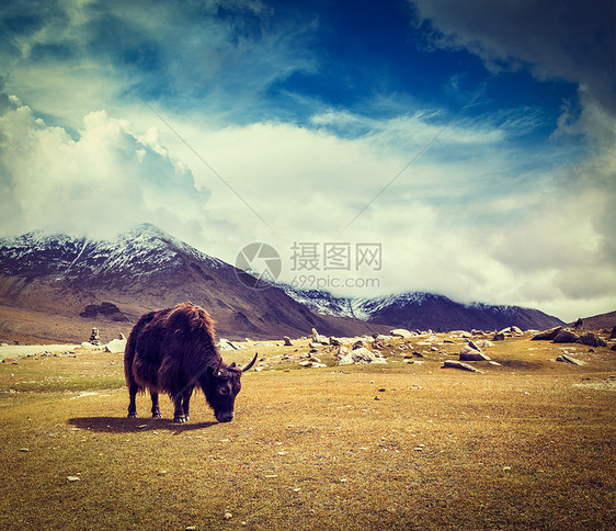 古老的复古时尚风格的旅行形象,牦牛放牧喜马拉雅山脉拉达克,图片