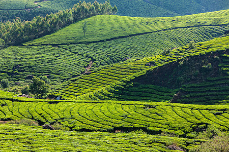 喀拉拉印度旅游背景印度喀拉拉邦穆纳尔的绿茶种植园旅游景点图片