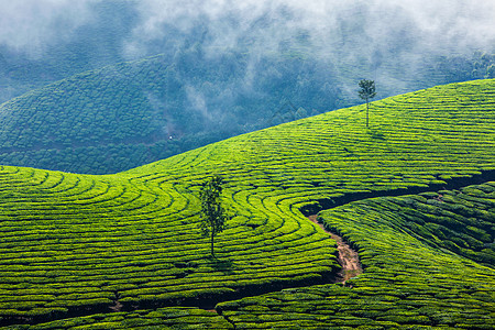 喀拉拉印度旅游背景印度喀拉拉邦穆纳尔的绿茶种植园旅游景点图片