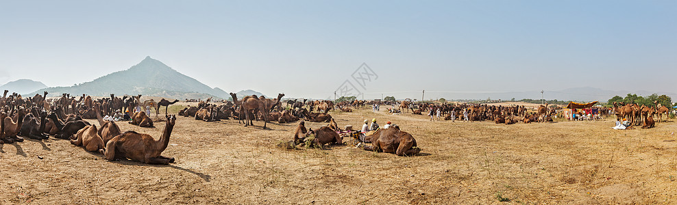 普什卡尔梅拉骆驼营地全景普什卡尔骆驼博览会普什卡,拉贾斯坦邦,印度图片