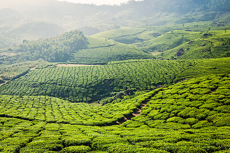 喀拉拉印度旅游背景印度喀拉拉邦穆纳尔的绿茶种植园旅游景点图片