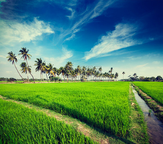 老式复古时尚风格的旅游形象,乡村印度场景稻田棕榈泰米尔纳德邦,印度图片