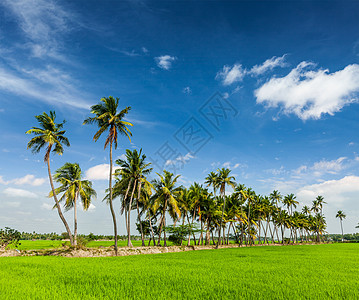 印度农村景象稻田棕榈泰米尔纳德邦,印度图片