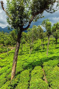 喀拉拉印度旅游背景绿色茶园与树木穆纳尔,喀拉拉,印度图片