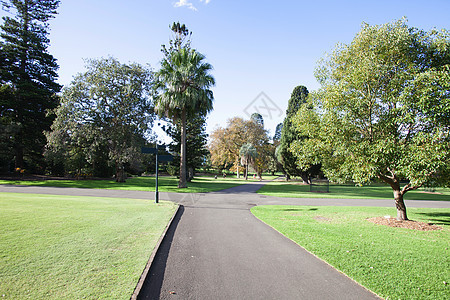 澳大利亚悉尼植物园的树木图片