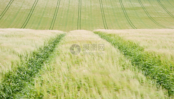 麦田上的景观线图片