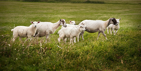 暴风雨的春天,风景中的绵羊羔羊背景图片