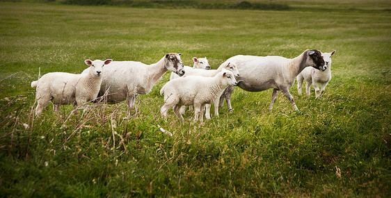 暴风雨的春天,风景中的绵羊羔羊图片