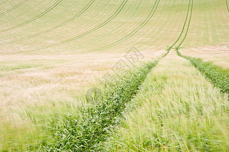 刮风的夏日景观中,沿着拖拉机线犁田中观看图片