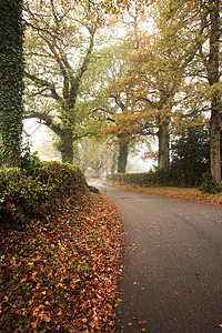秋天雾蒙蒙森林的美丽森林景观,道路蜿蜒穿过树木图片