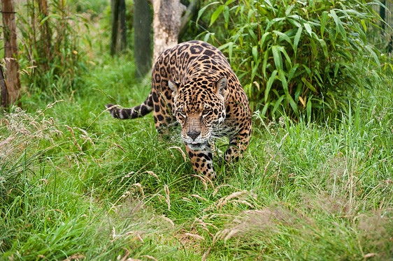 惊人的肖像美洲虎大猫豹圈养中长草中徘徊图片