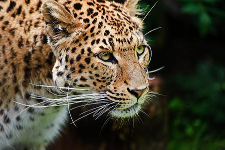 美丽的肖像豹豹帕杜斯大猫树叶被囚禁图片