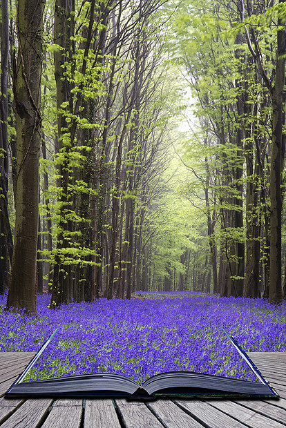 创意书页美丽的蓝铃花地毯春天的森林景观图片
