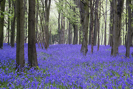 春天森林景观丽的蓝铃花地毯图片