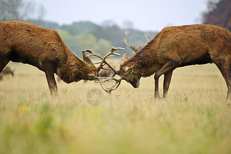 秋天小鹿秋天的森林草地上,角斗的红鹿鹿鹿碰撞鹿角背景