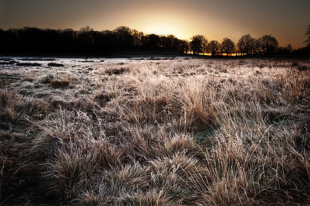 美丽的冬季景观穿过霜冻的田野,走向地平线上的剪影树,变成令人惊叹的彩色日出图片