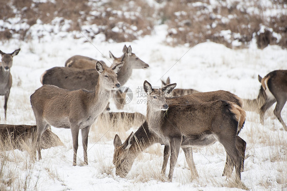 冬季森林景观中休耕鹿红鹿的形象,地积雪图片