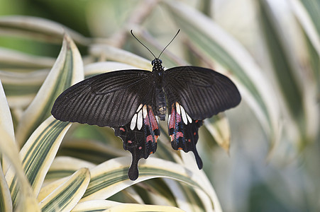 鲜红的燕尾蝶图片