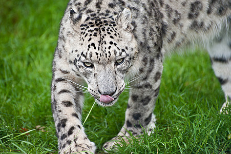 美丽的肖像雪豹大猫圈养图片