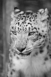 美丽的肖像雪豹大猫被囚禁黑白单色背景图片