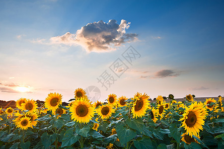 蓝天景观的夏季日落向日葵田图片