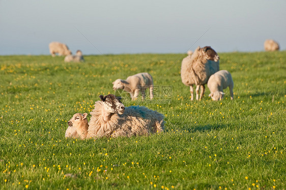 春羊与母羊的日出景观图片