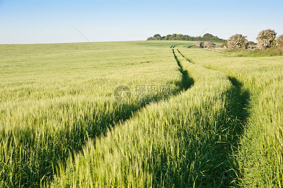 农村景观小麦新领域图片