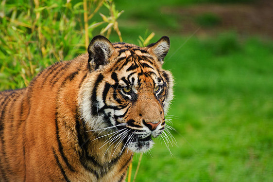 苏门答腊虎豹的肖像,蒂格里斯苏门答腊大猫被囚禁图片