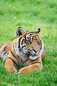 苏门答腊虎豹的肖像,蒂格里斯苏门答腊大猫被囚禁图片