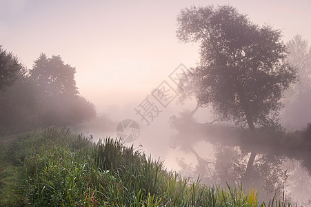 日出时穿过雾状河流的景观图片