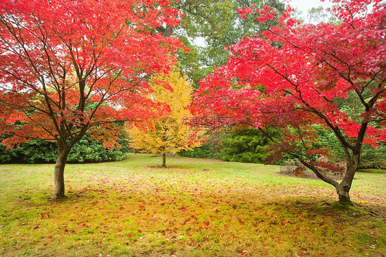 美丽的图像秋季颜色自然树叶图片