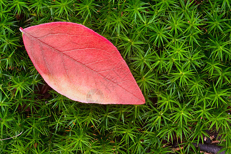 美丽的图像秋季颜色自然树叶图片