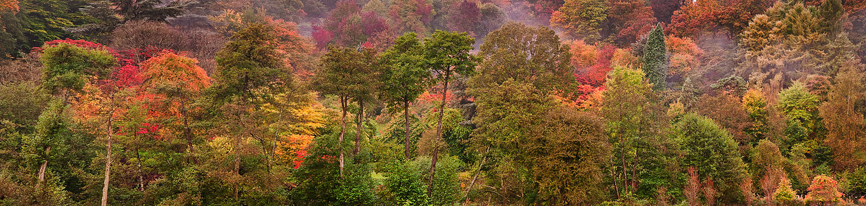 美丽的秋色图像大自然中广阔的森林全景图片