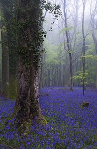 美丽的蓝铃花地毯朦胧的春天森林景观高清图片