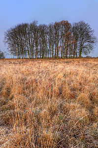 孙儿西的风景穿过金色的草地,走向地平线上的剪影树图片