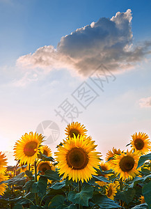 蓝天景观的夏季日落向日葵田图片