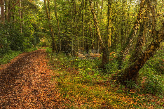 穿过秋天彩色森林树木的大道图片