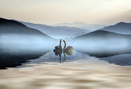 美丽的浪漫形象天鹅雾蒙蒙的湖上,背景景观中山图片