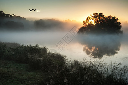 美丽的秋天景色,鸟儿飞过雾覆盖的湖图片