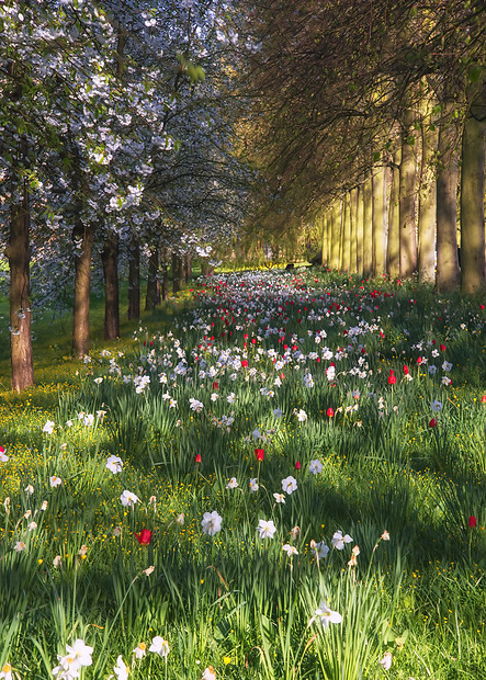 摄图网>照片>自然风景>美丽的春夏花草甸景观阳光下.