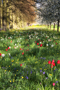 美丽的春季夏季花草甸景观阳光下选择地聚焦图片