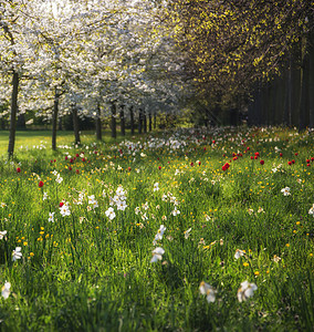 美丽的春夏花草甸景观阳光下图片