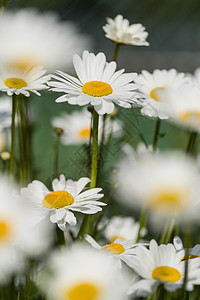 野花草地景观中野生雏菊花的观图像图片