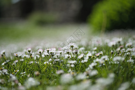 野花草地景观中野生雏菊花的观图像图片