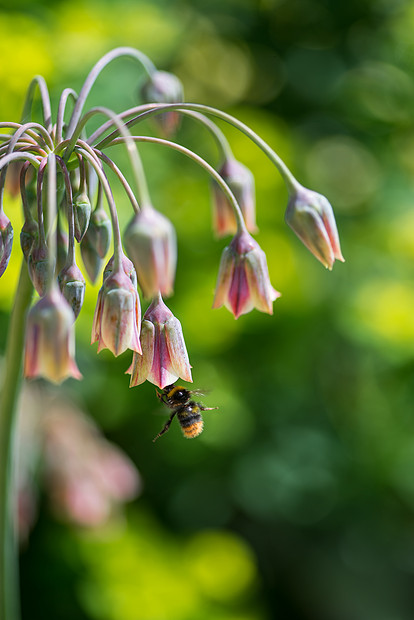 观赏洋葱花蜜大黄蜂采集花粉图片