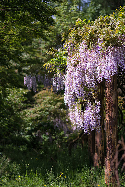 紫藤悬垂花园装饰品上的夏季生长景观图片