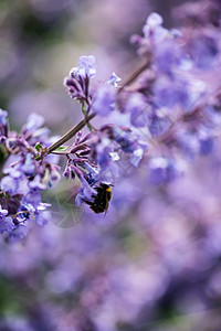 大黄蜂野生薰衣草植物景观的观图像图片