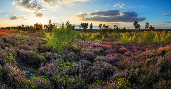 夏季日落全景景观草地紫色石楠图片