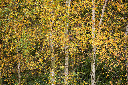 森林中令人惊叹的秋色树木图片